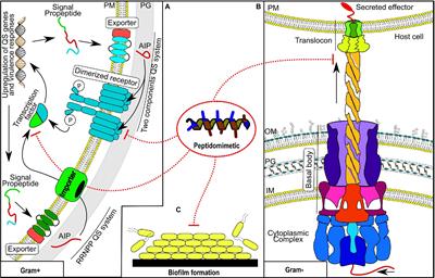 Peptidomimetics as Potential Anti-Virulence Drugs Against Resistant Bacterial Pathogens